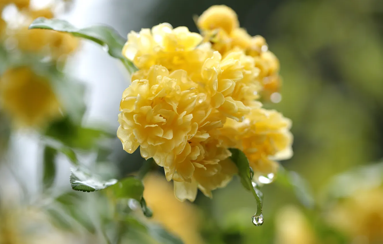 Фото обои цветы, капля, желтые, лепестки