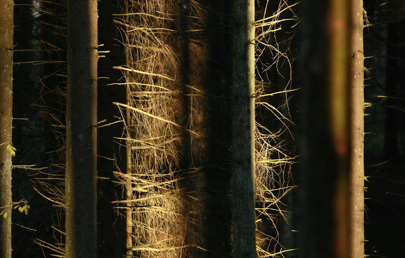 Фото обои лес, свет, деревья, природа, стволы