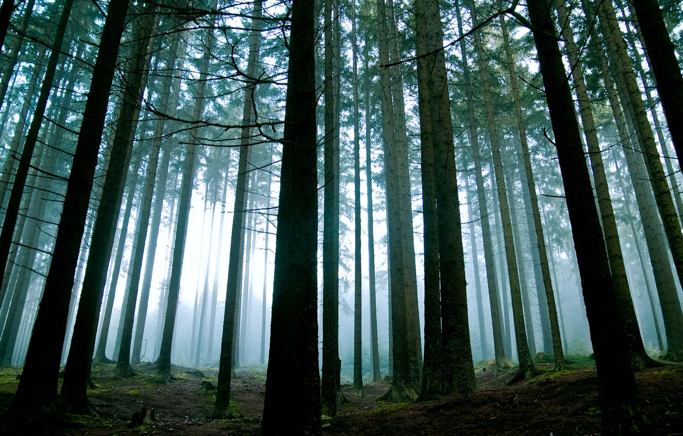 Фото обои лес, свет, деревья, природа