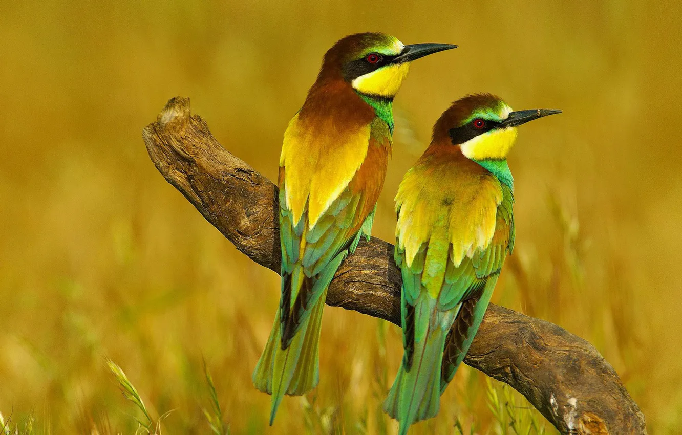 Фото обои птицы, природа, разноцветные, сук, оперение