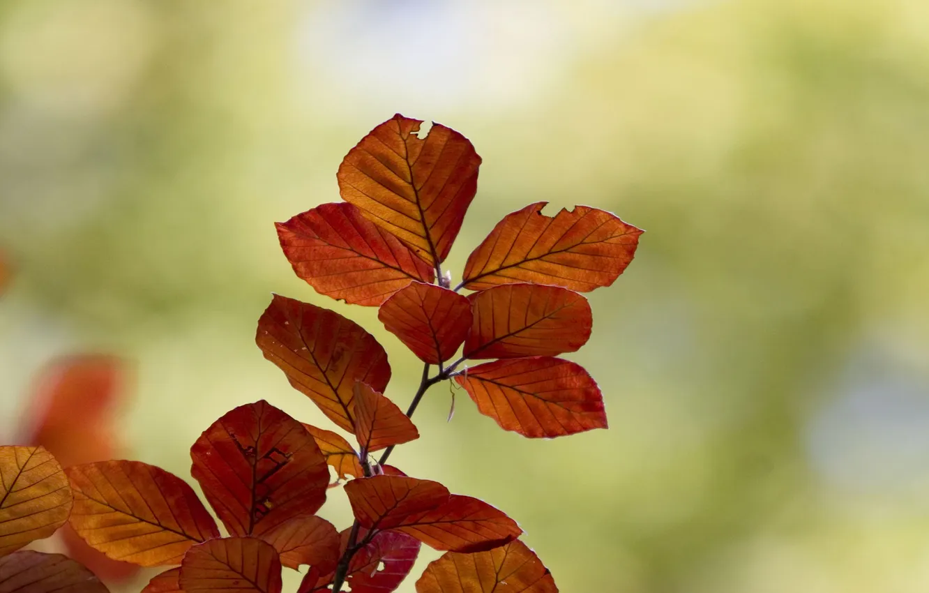 Фото обои осень, листья, макро, Ветка, оранжевые, зелёный фон