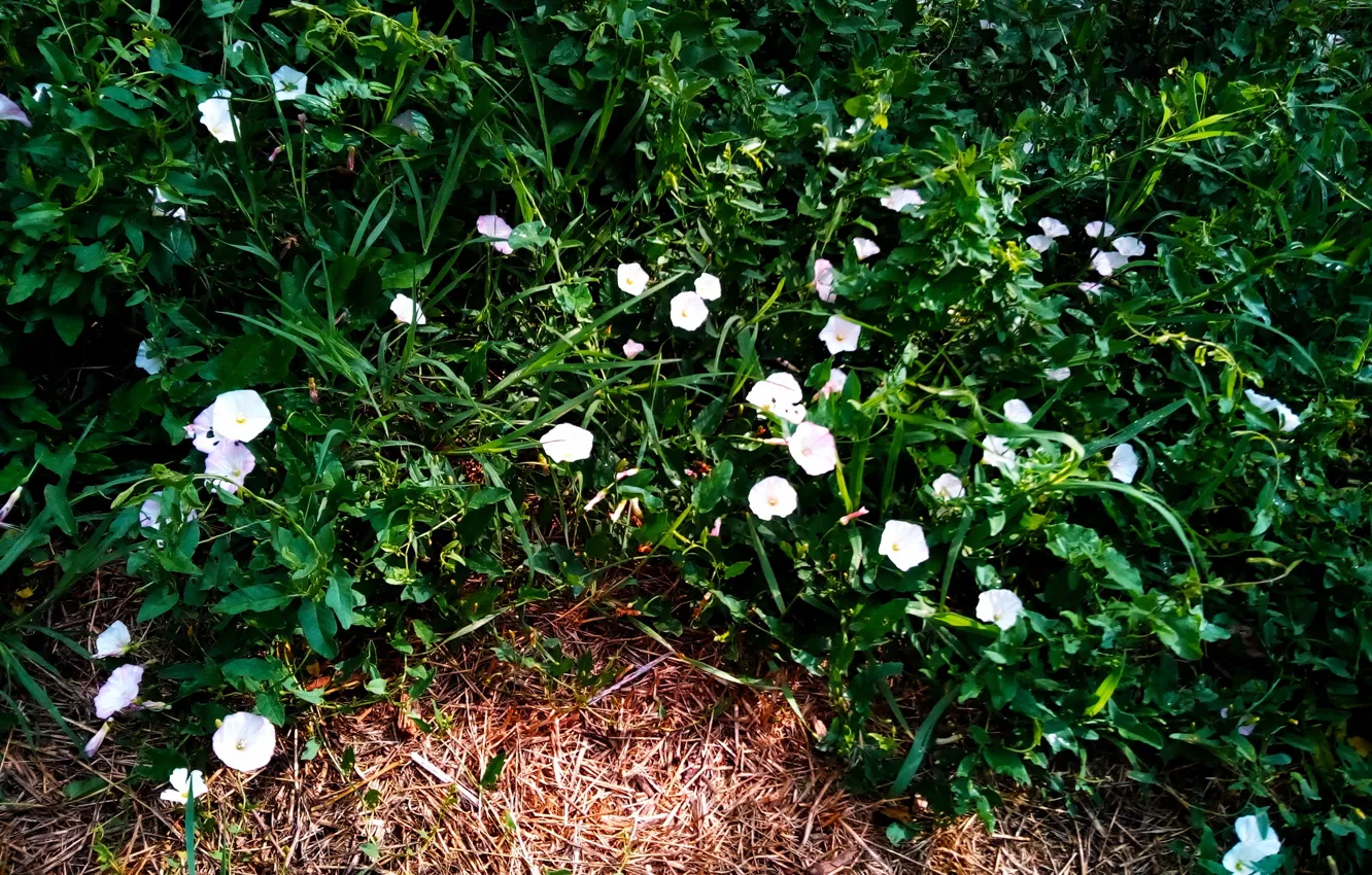 Фото обои summer, flowering, Convolvulus