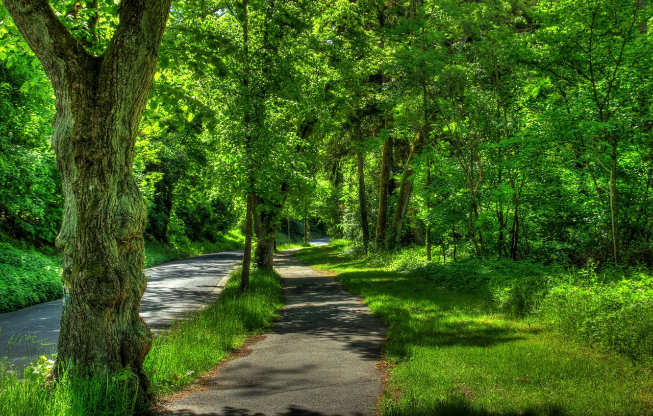 Фото обои дорога, зелень, трава, деревья, парк, Германия, тротуар, Wetzlar
