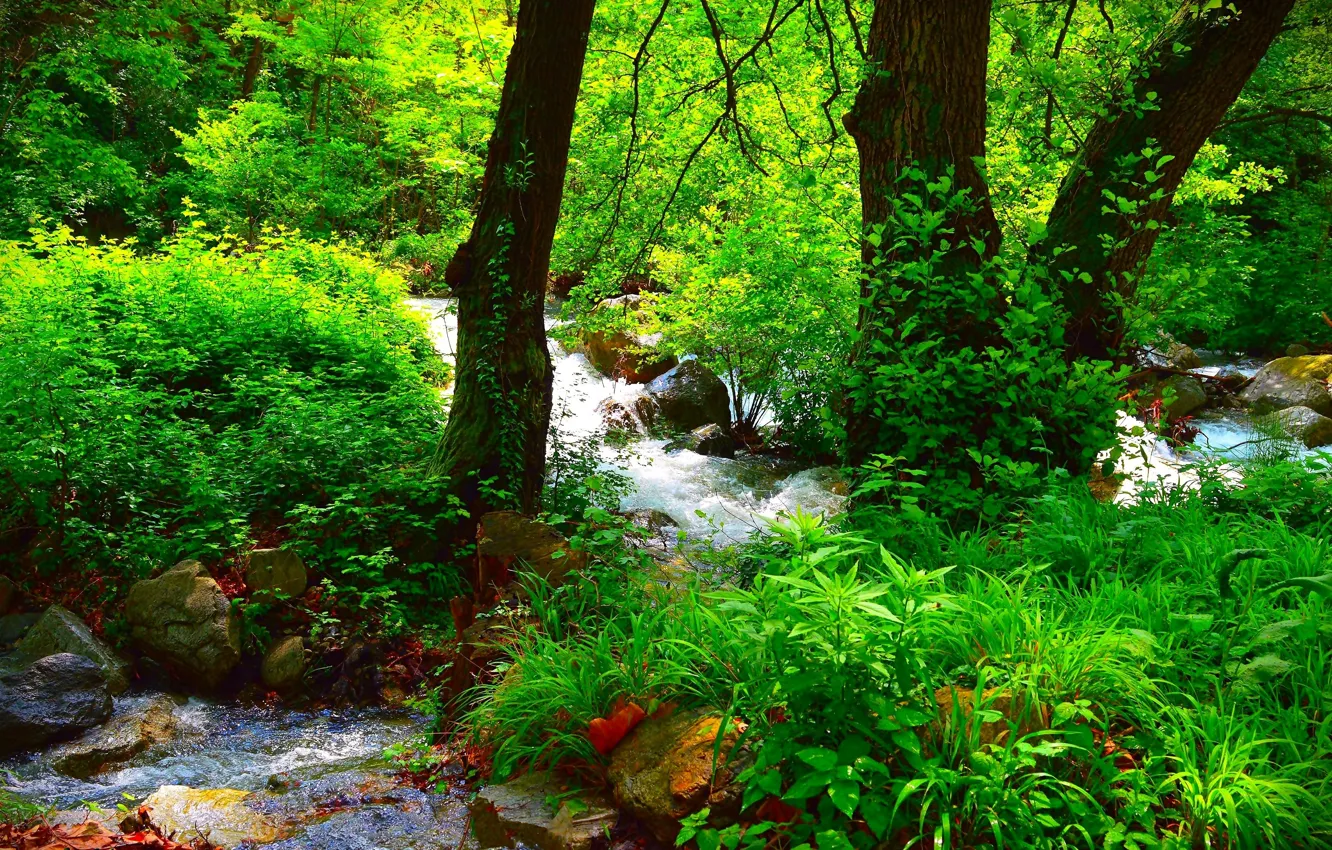 Фото обои Природа, Лес, Лето, Nature, Речка, Summer, River, Forest