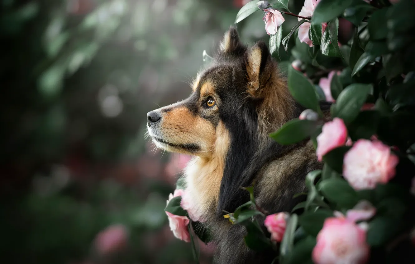 Фото обои взгляд, морда, листья, цветы, портрет, собака, профиль, боке