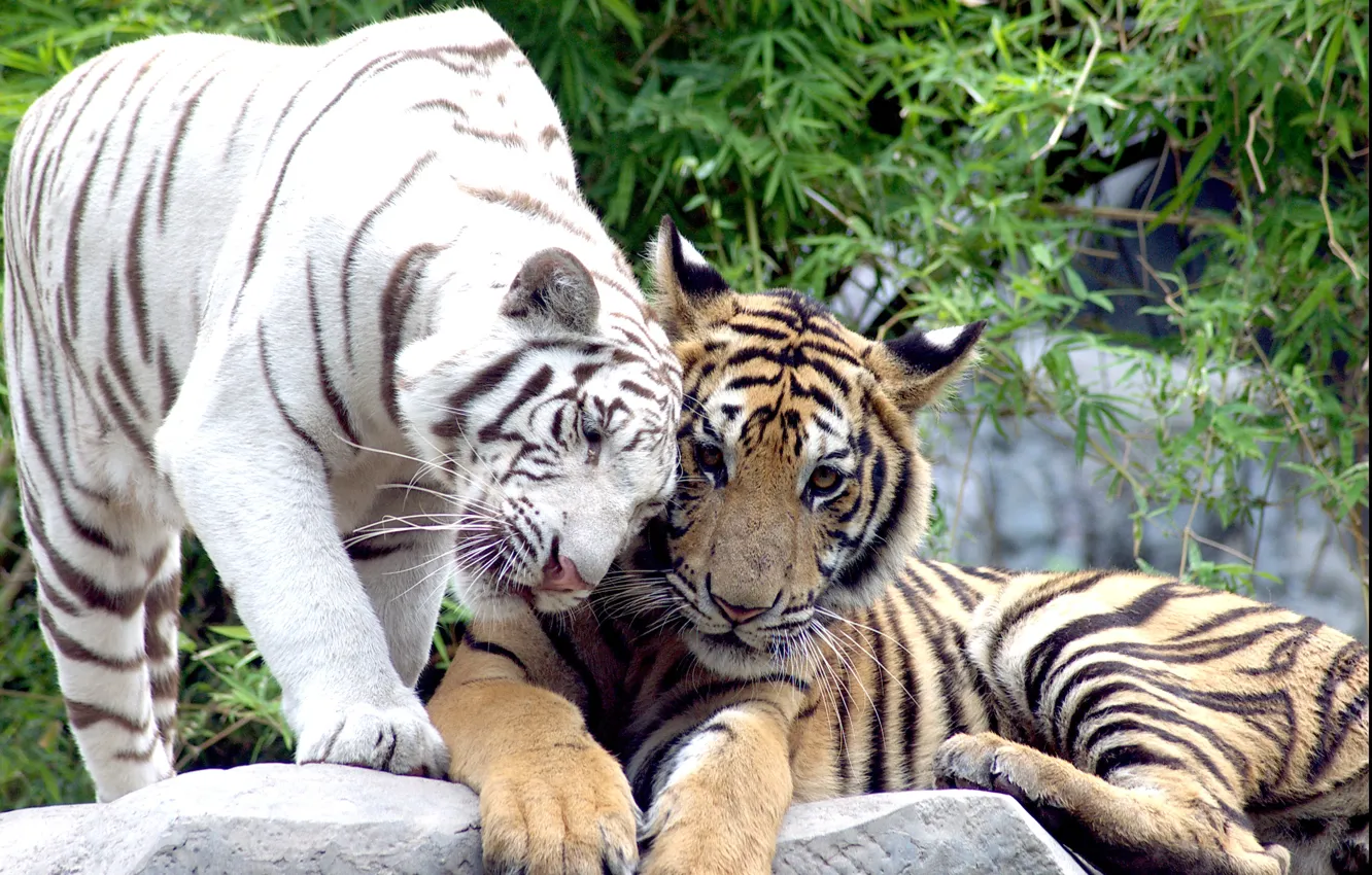 Фото обои кошки, пара, тигры, белый тигр
