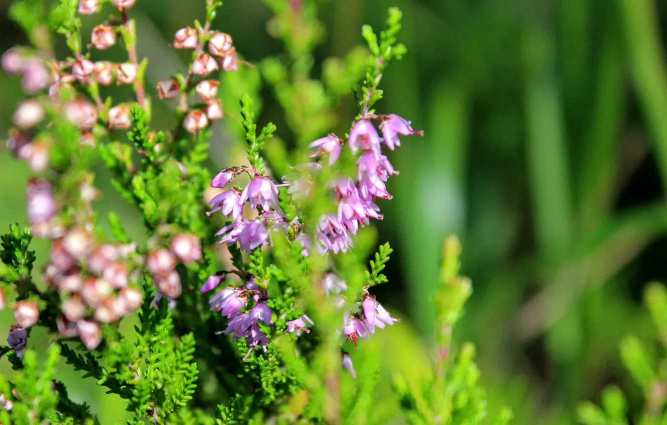 Фото обои лето, макро, вереск