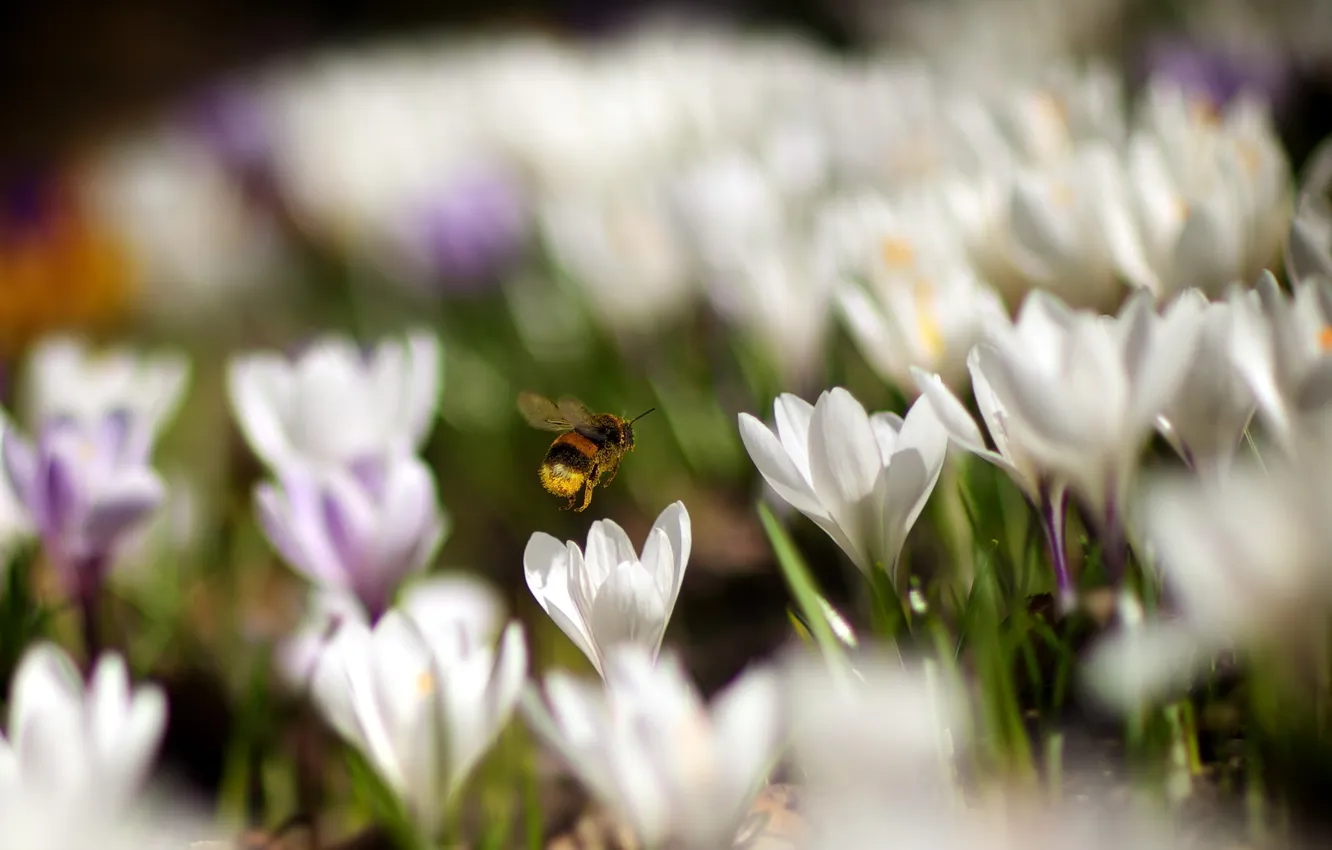 Фото обои цветы, природа, пчела
