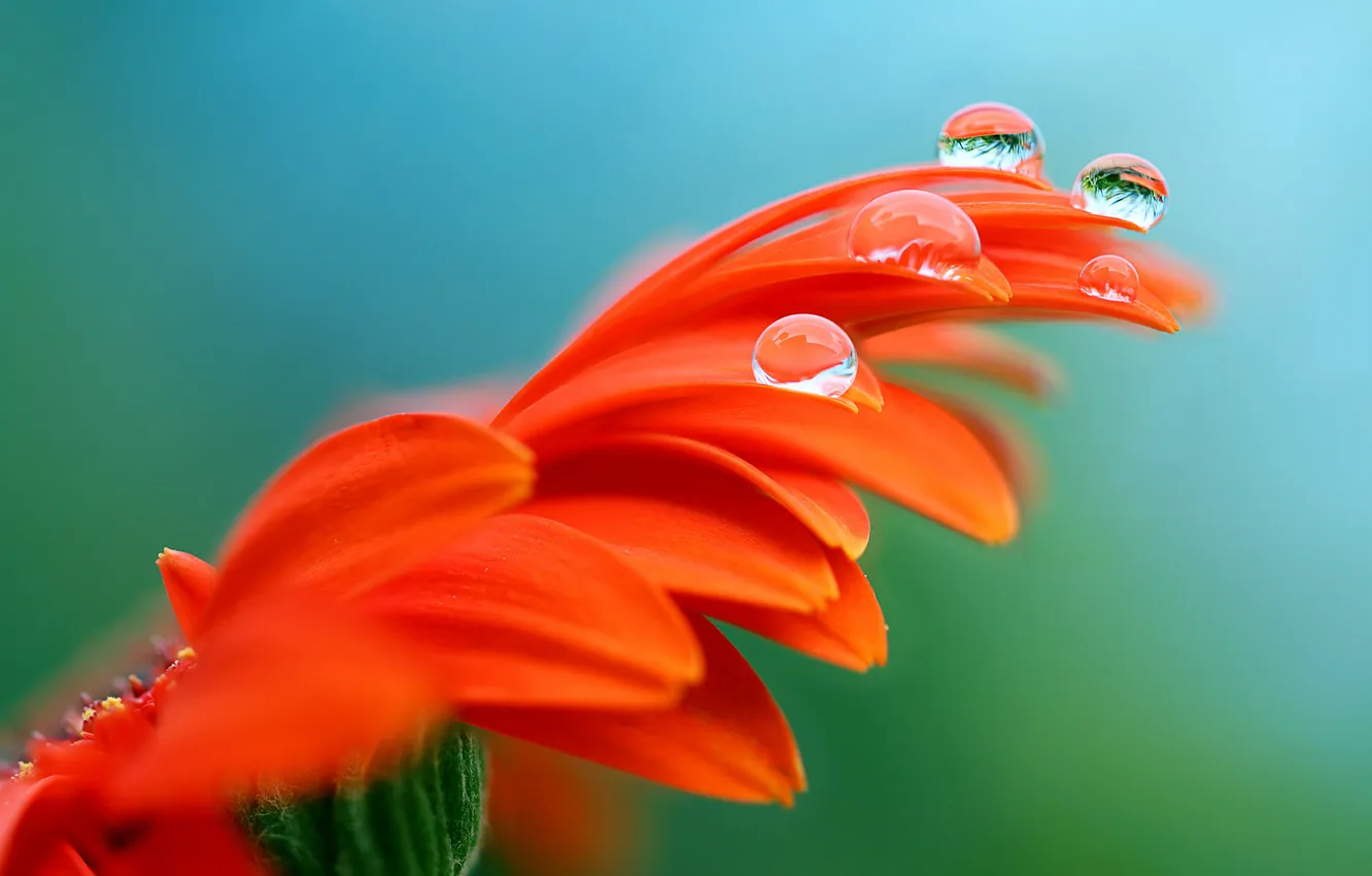 Фото обои цветок, вода, капли, роса, лепестки, гербера