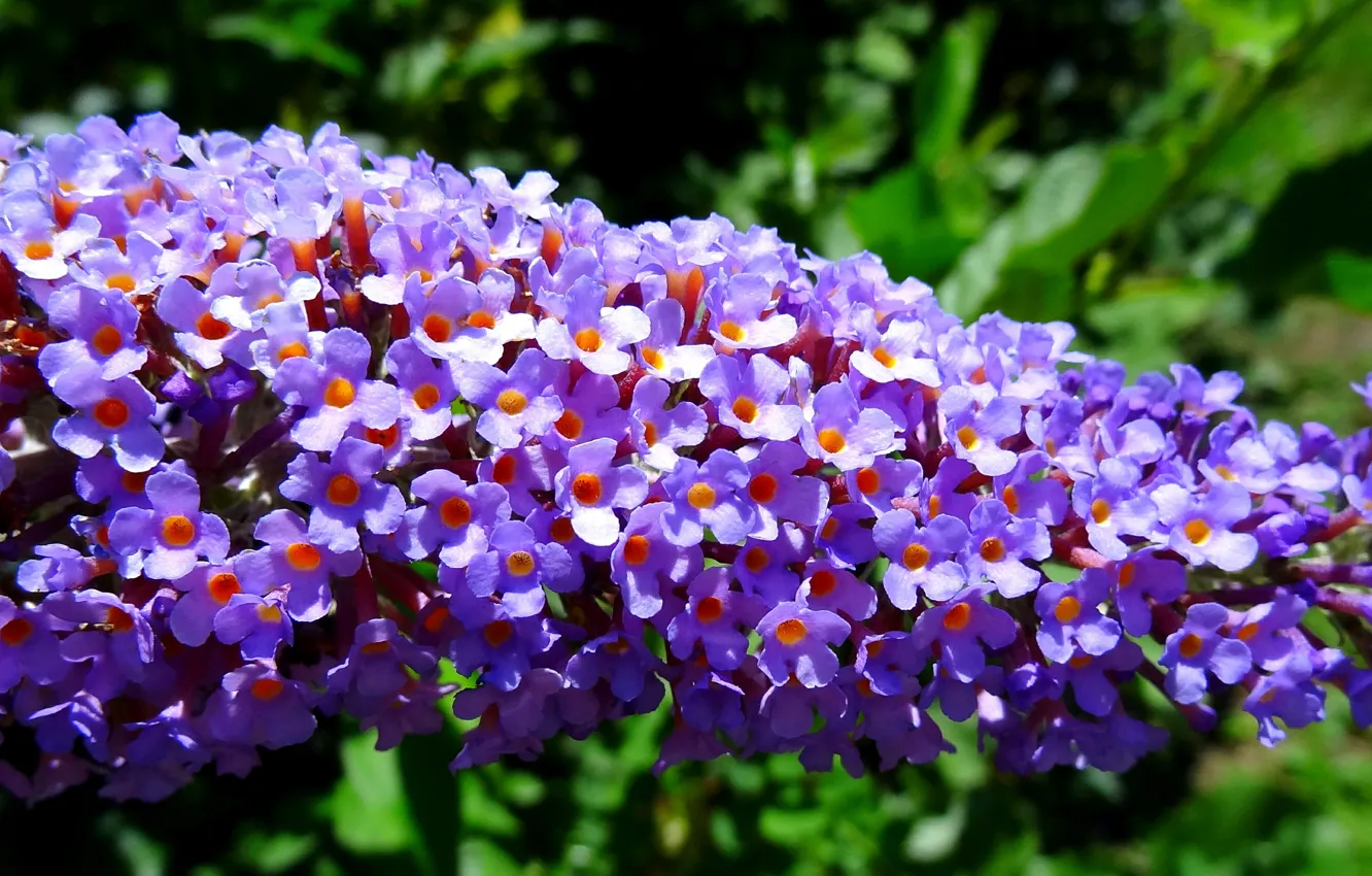 Фото обои цветы, весна, цветочки, цветение, Flowers, blossom, сиреневые, spring