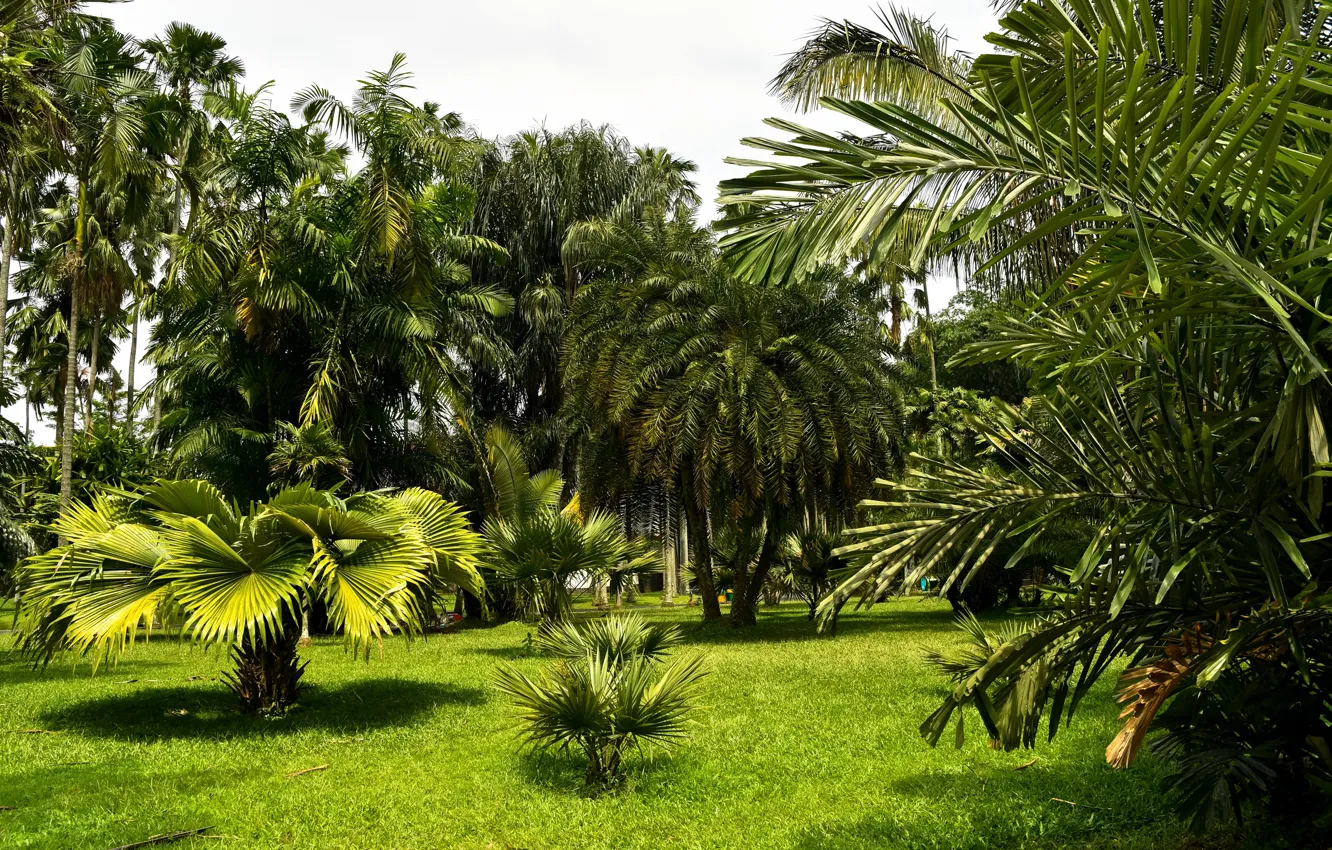 Фото обои зелень, трава, деревья, парк, пальмы, Индонезия, Bogor