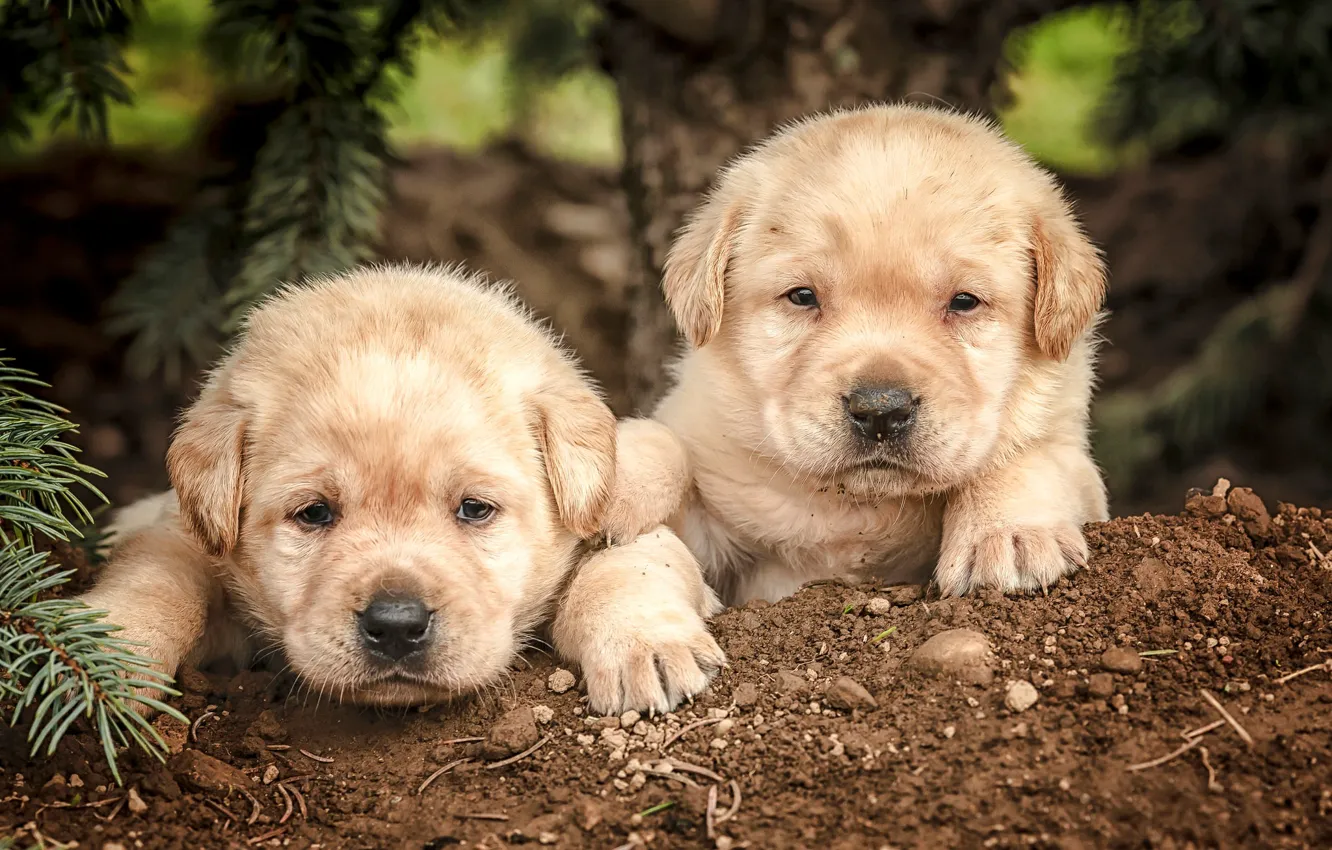 Фото обои собаки, щенки, малыши, парочка, мордашки, Лабрадор-ретривер
