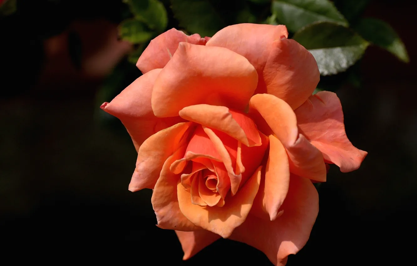 Фото обои макро, розы, бутоны