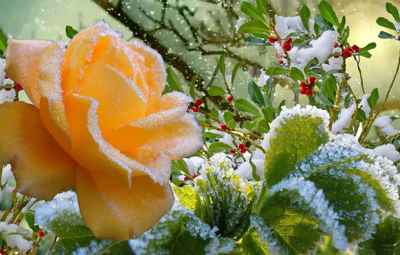 Фото обои иней, осень, снег, роза, Зима
