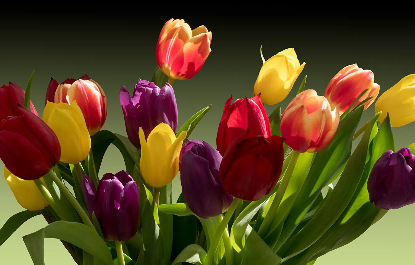 Фото обои свет, тень, весна, тюльпаны