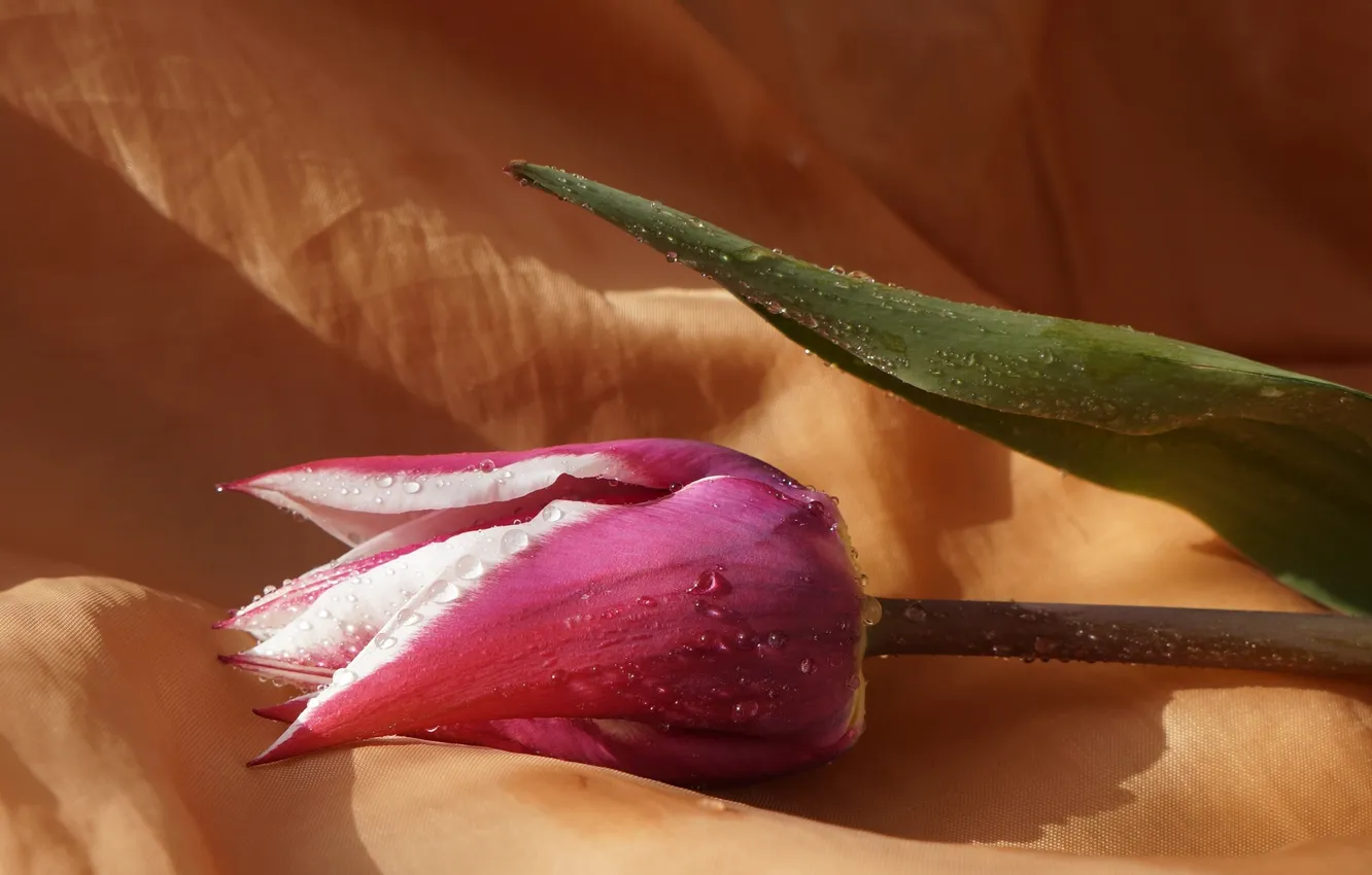 Фото обои flower, tulips, blooming