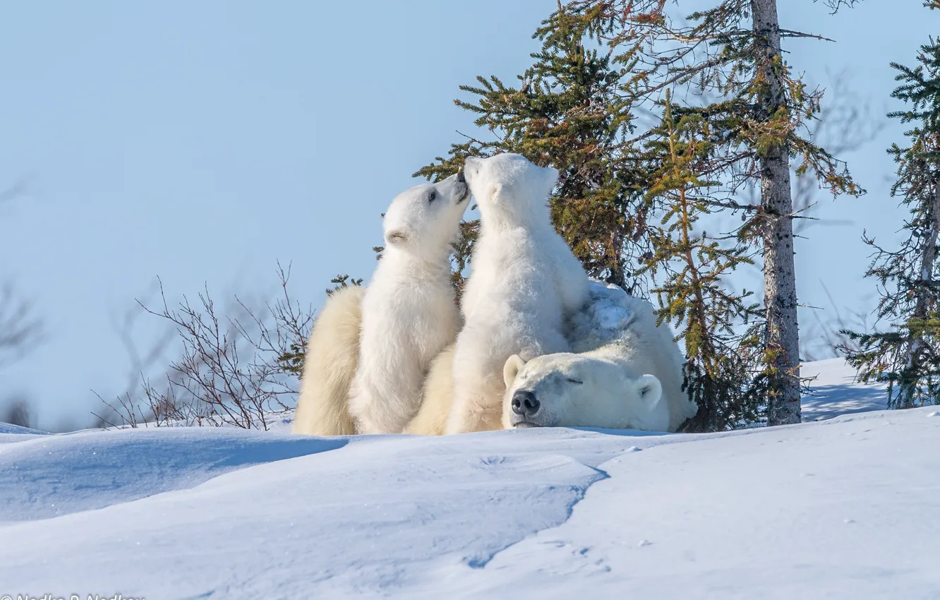 Фото обои зима, животные, снег, деревья, хищники, медведи, медвежата, медведица