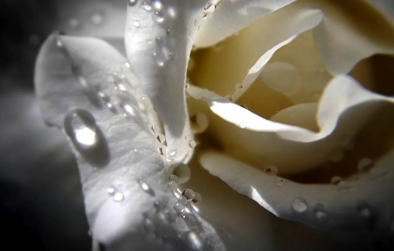 Фото обои цветок, капли, макро, белая роза