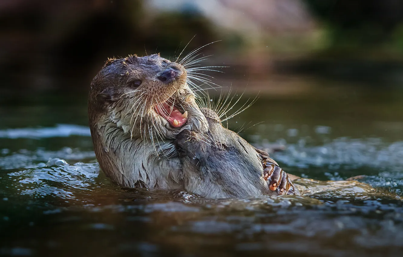 Фото обои вода, схватка, выдры