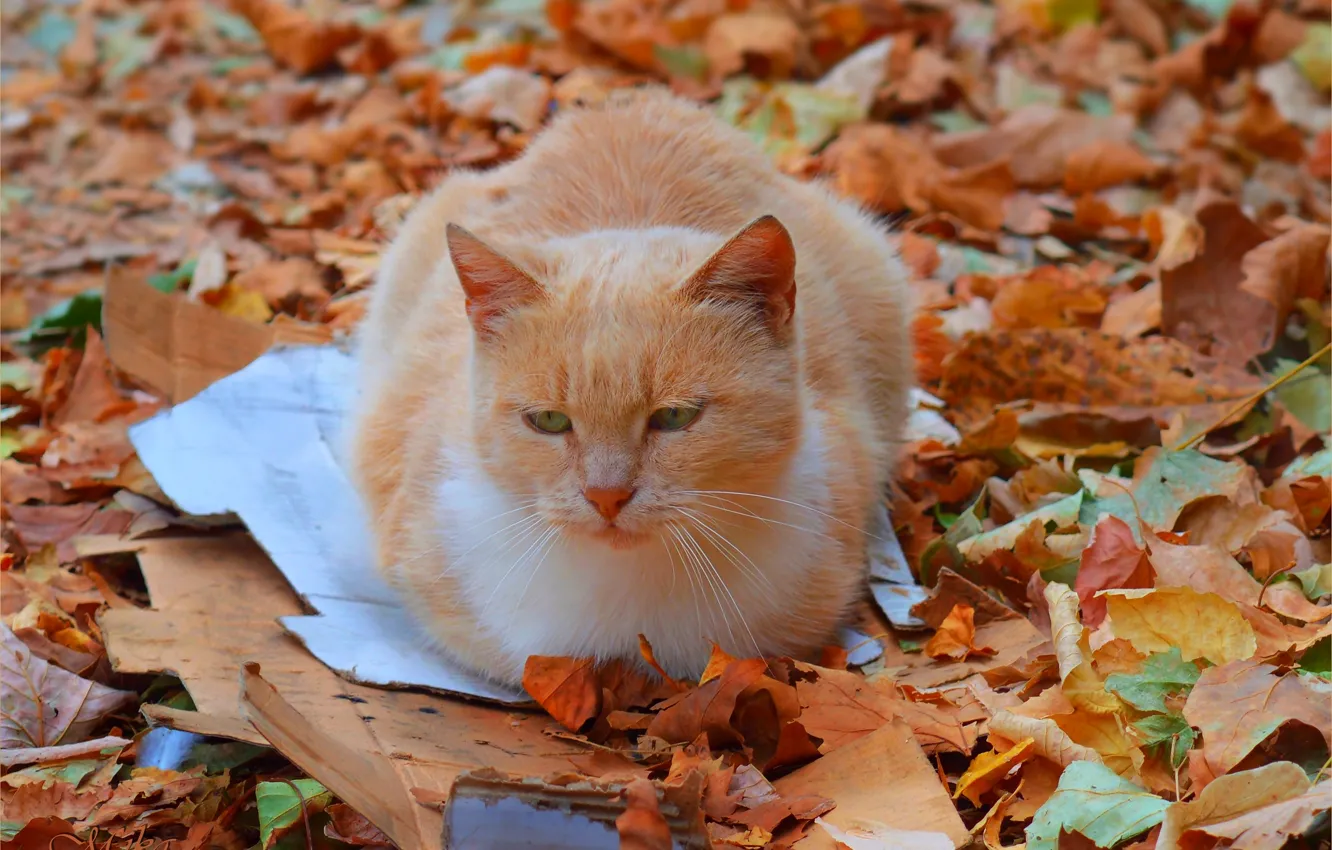 Фото обои Кошка, Осень, Fall, Листва, Autumn, Cat, Leaves