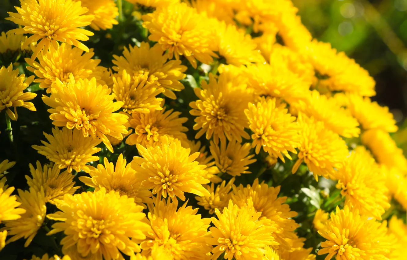 Фото обои flower, yellow, blooming, aster