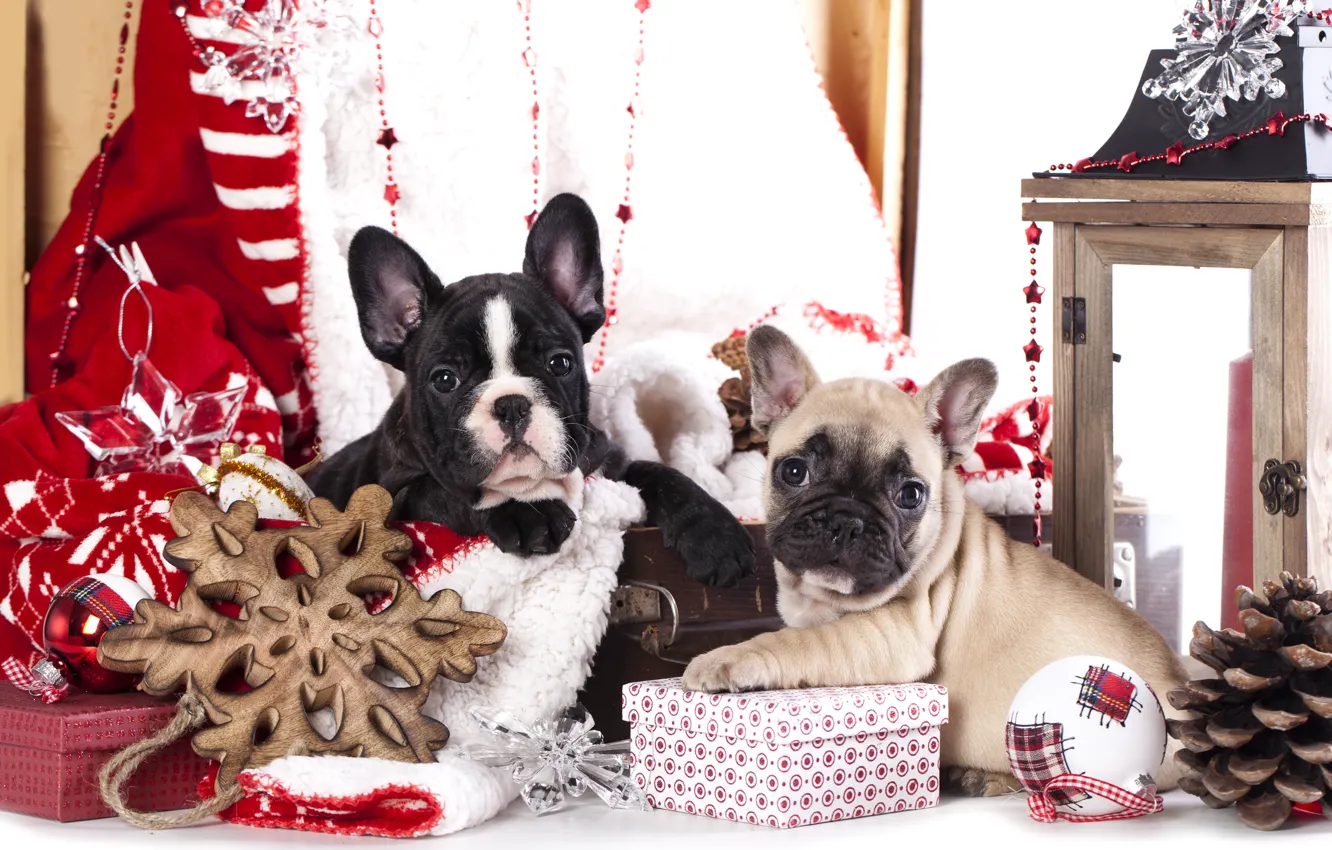 Фото обои собаки, украшения, щенки, подарки, французский бульдог