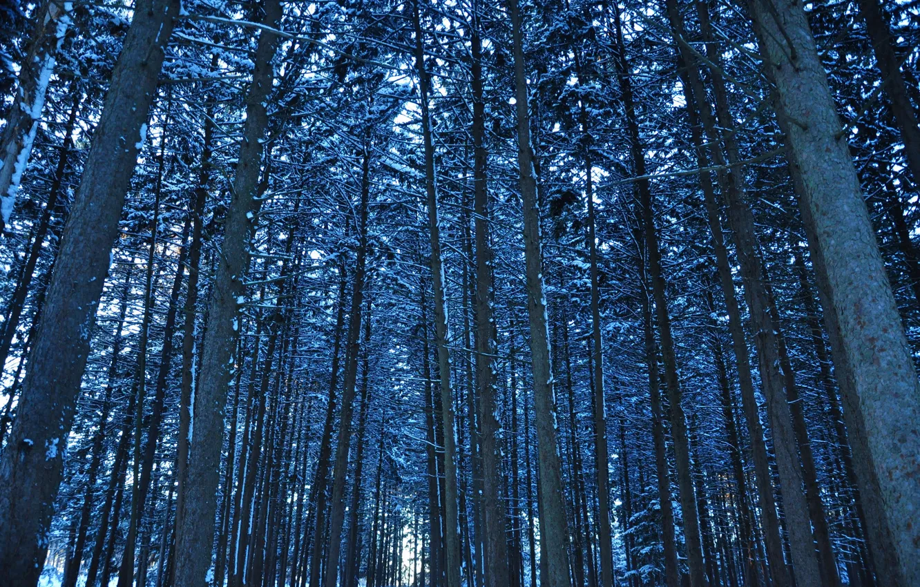 Фото обои зима, лес, снег, деревья, ствол