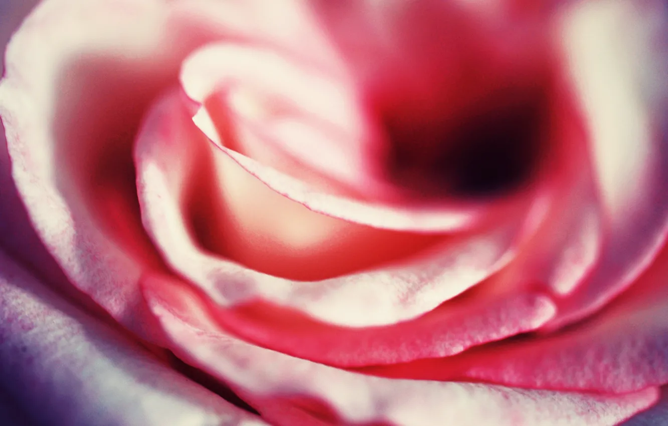 Фото обои роза, Макро, лепестки, нежная, вблизи