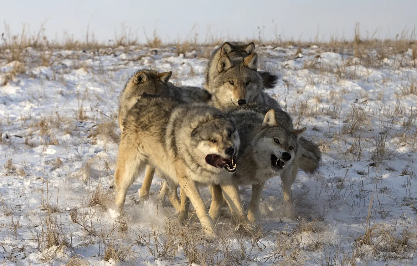 Фото обои fantasy, nature, art, snow, predator, face, animal, wolf