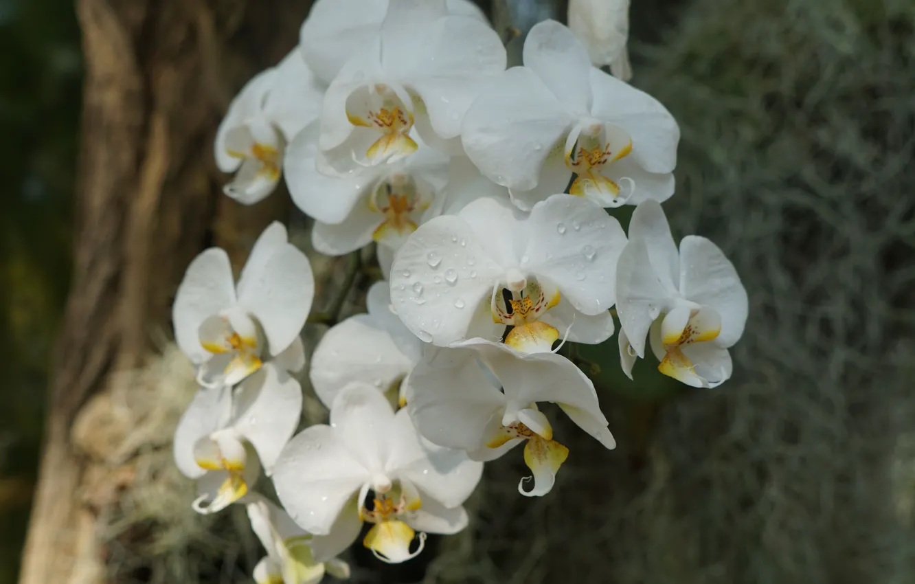 Фото обои лепестки, цветение, орхидея, яркая
