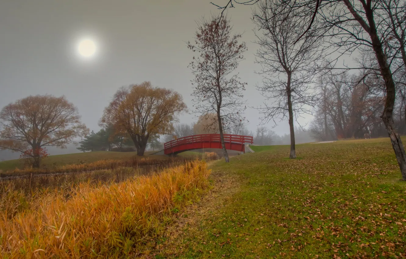 Фото обои осень, трава, мост, туман, парк, сад