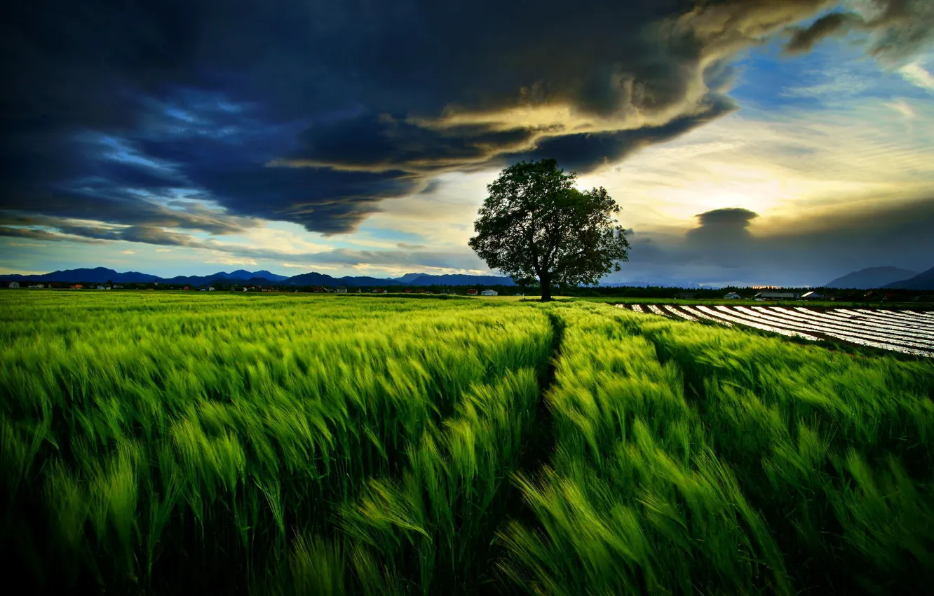 Фото обои пшеница, поле, небо, тучи, дерево