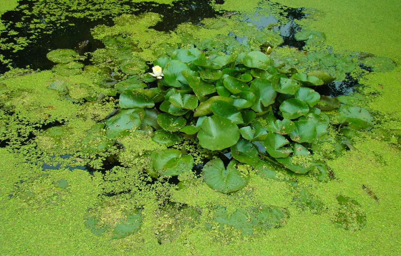 Фото обои зелень, листья, вода, пруд, водоём, кувшинки, ряска