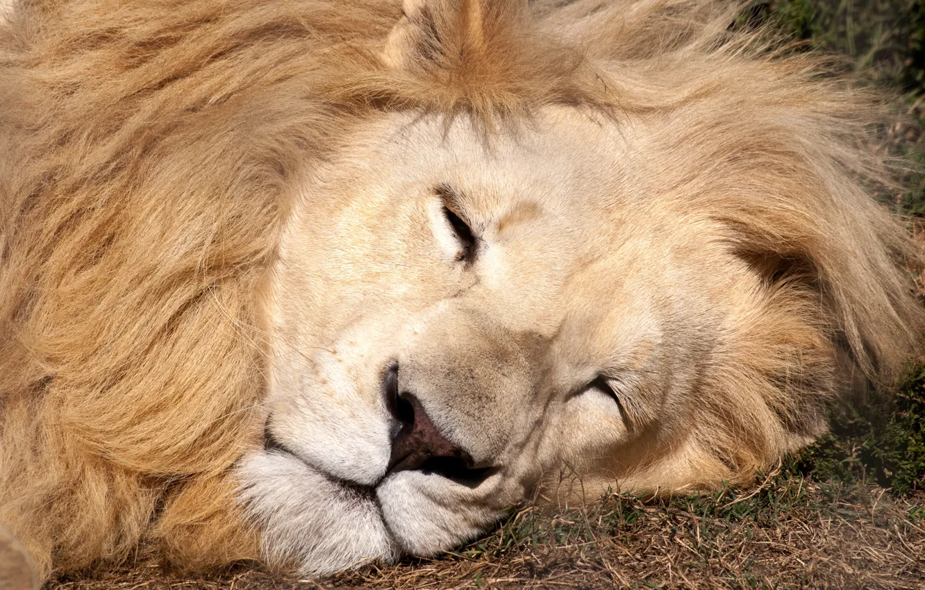Фото обои lion, sleeping, eyes closed