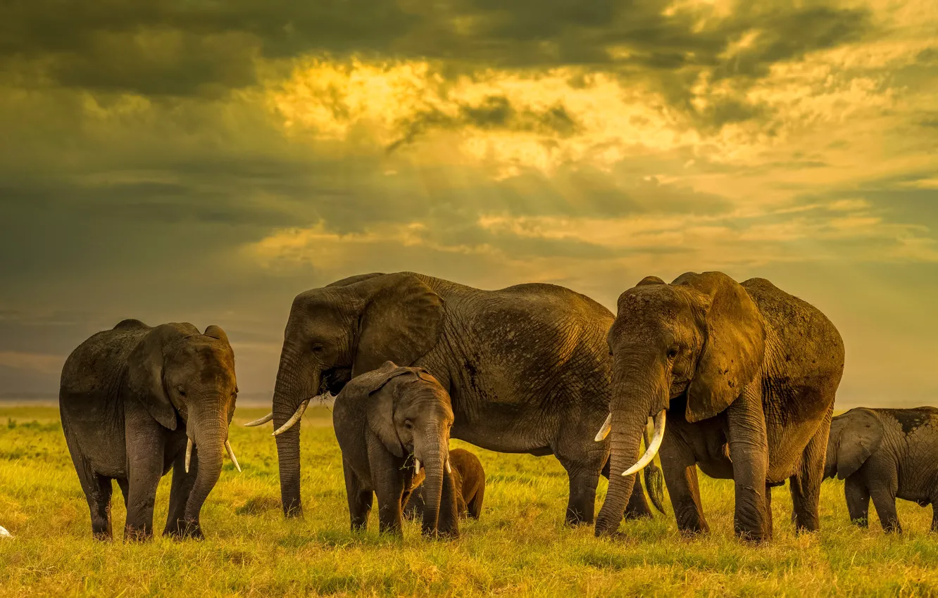 Фото обои поле, слон, слоны, семейство, стадо, слониха, слоненок, стадо слонов
