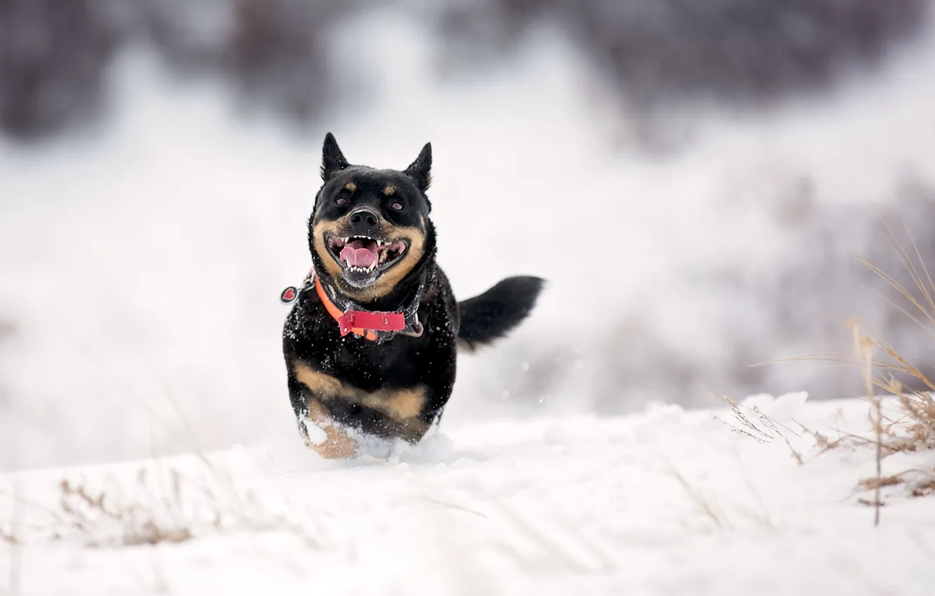 Фото обои зима, снег, друг, собака
