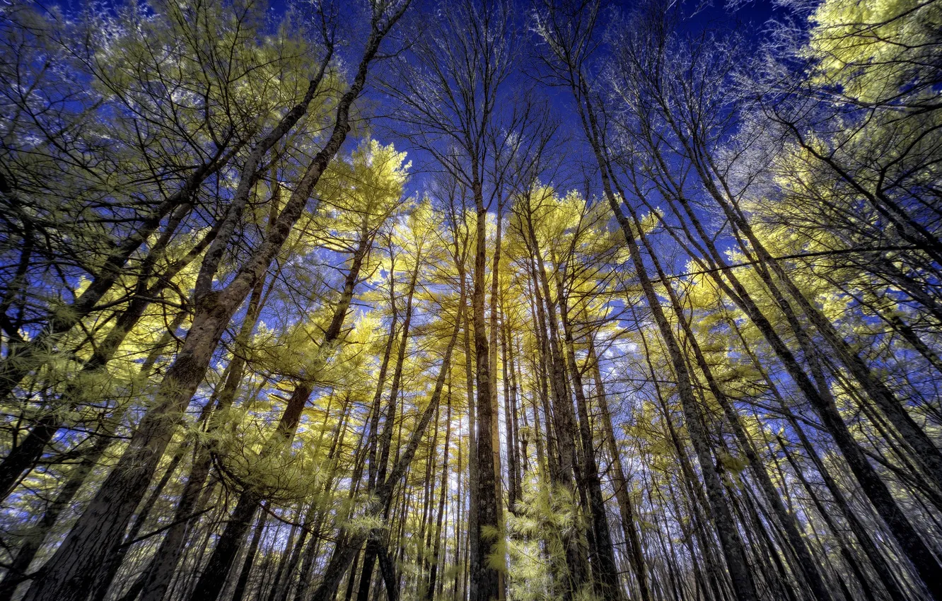 Фото обои лес, небо, деревья