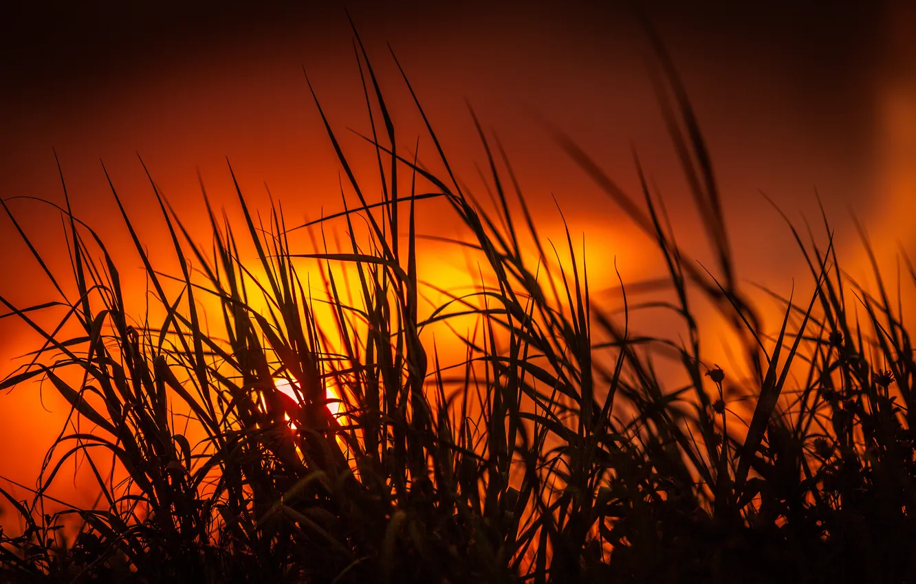 Фото обои трава, солнце, закат, силуэт