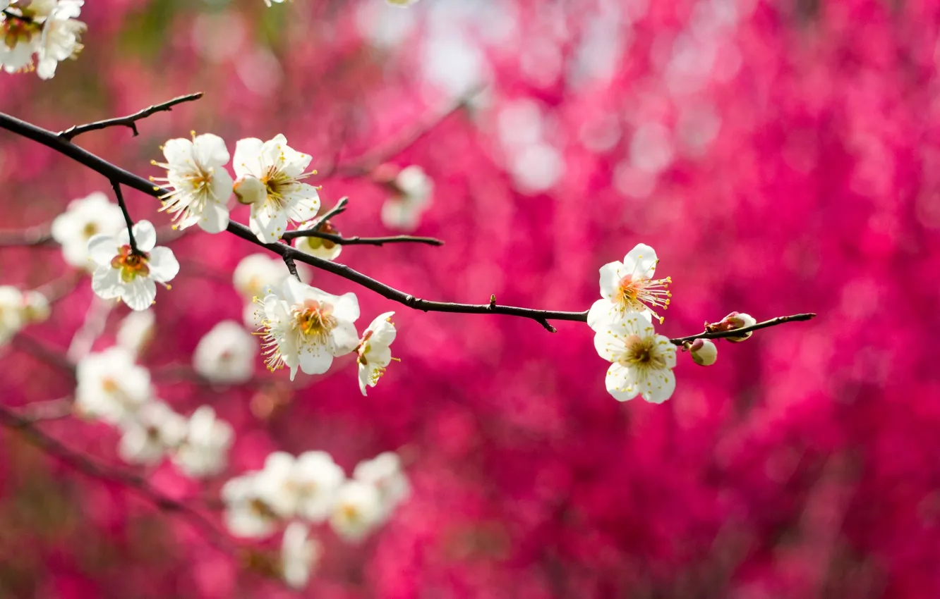 Фото обои макро, цветы, природа, дерево, ветка, весна, белые, цветение