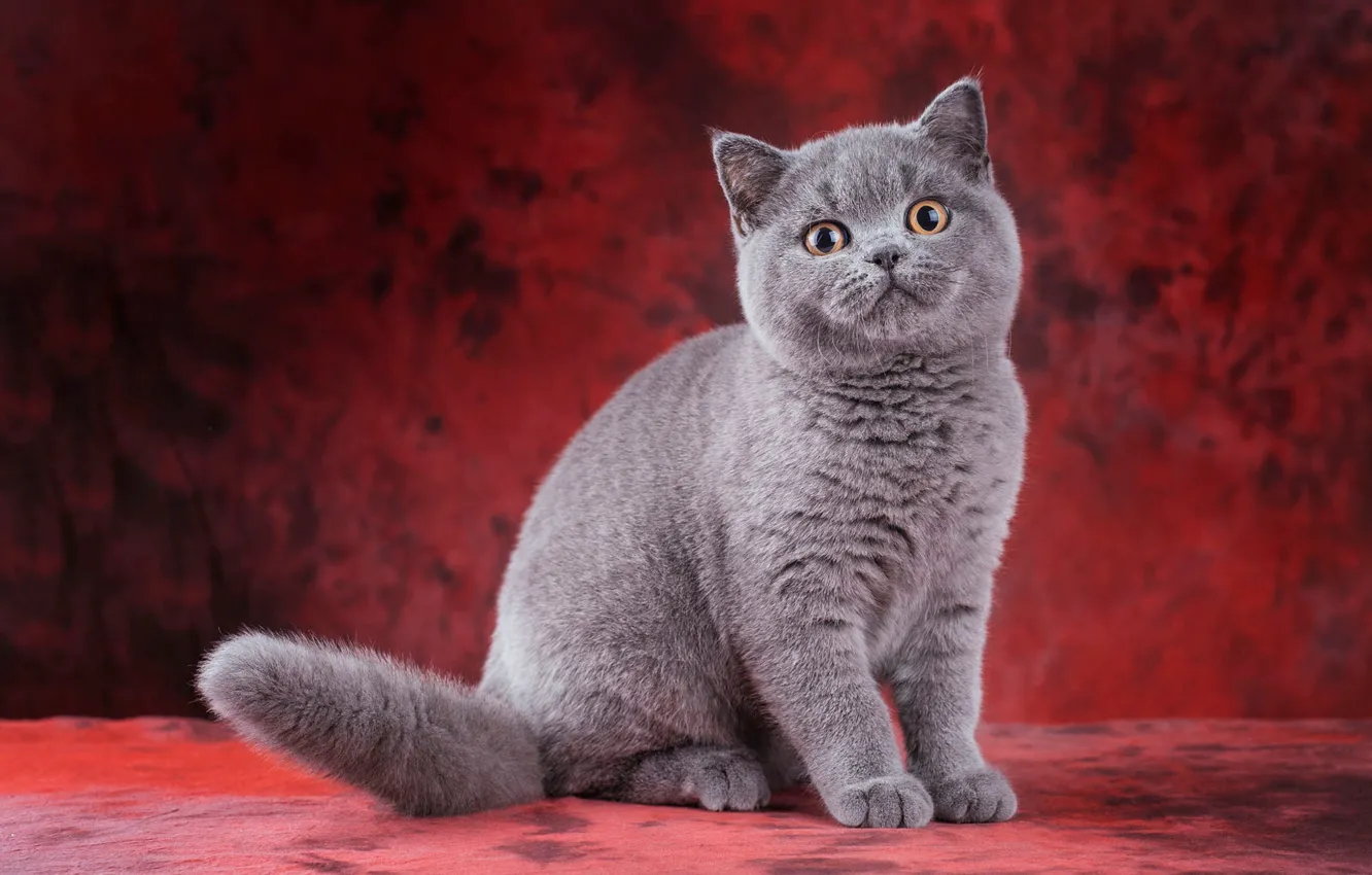 Фото обои кошка, кот, взгляд, поза, котенок, серый, лапки, малыш