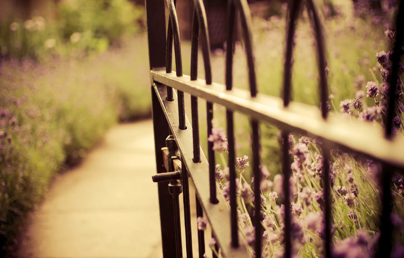 Фото обои цветы, природа, забор, ворота, размытость, калитка, лаванда