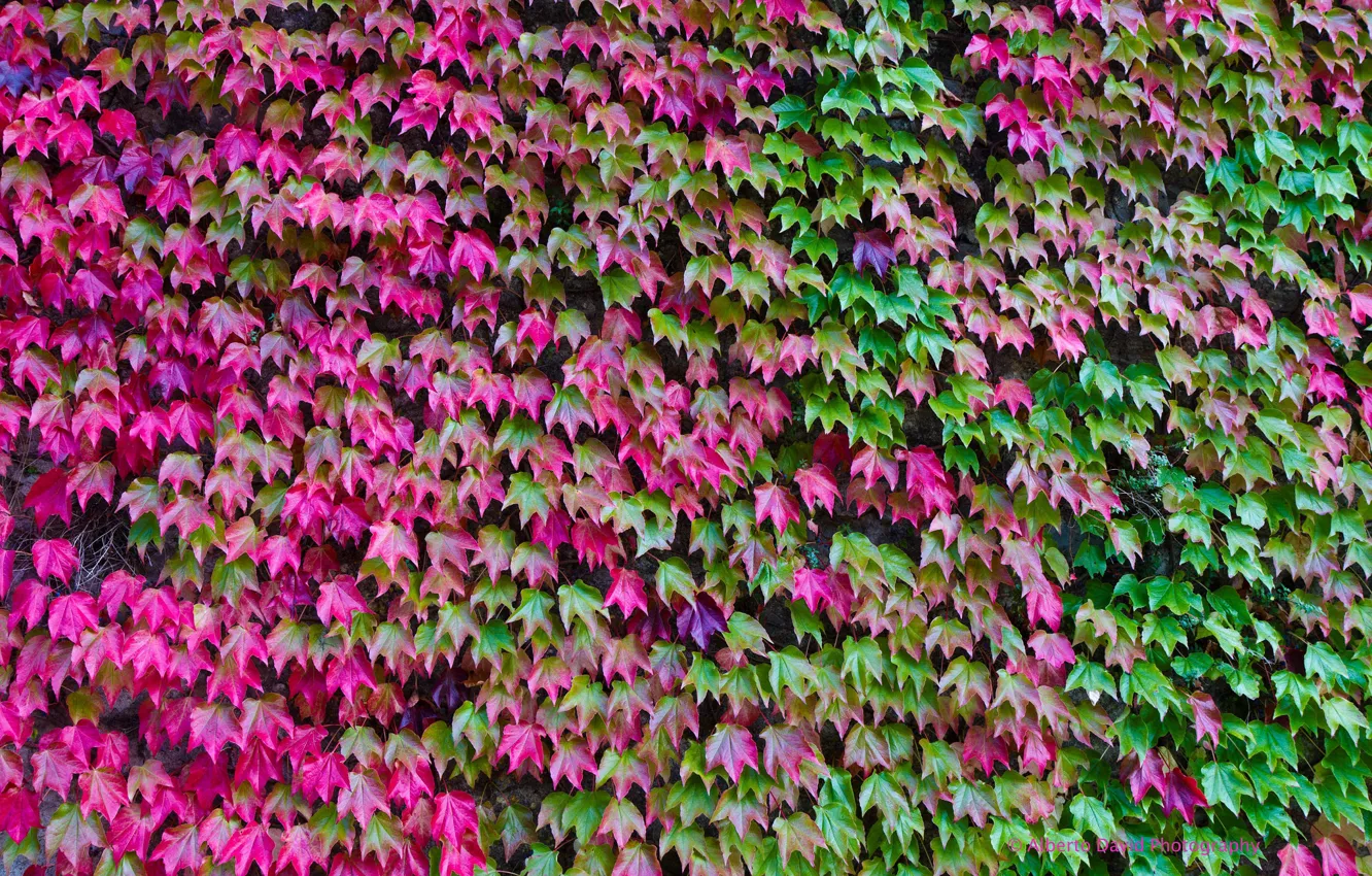 Фото обои осень, листья, цвет, плющ