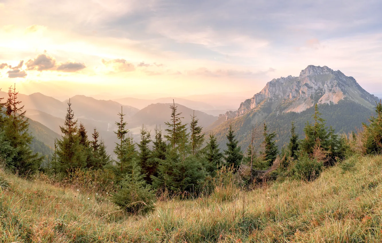 Фото обои Горы, Панорама, Вид, Рассвет, Долина, Slovakia, Словакия, Ели