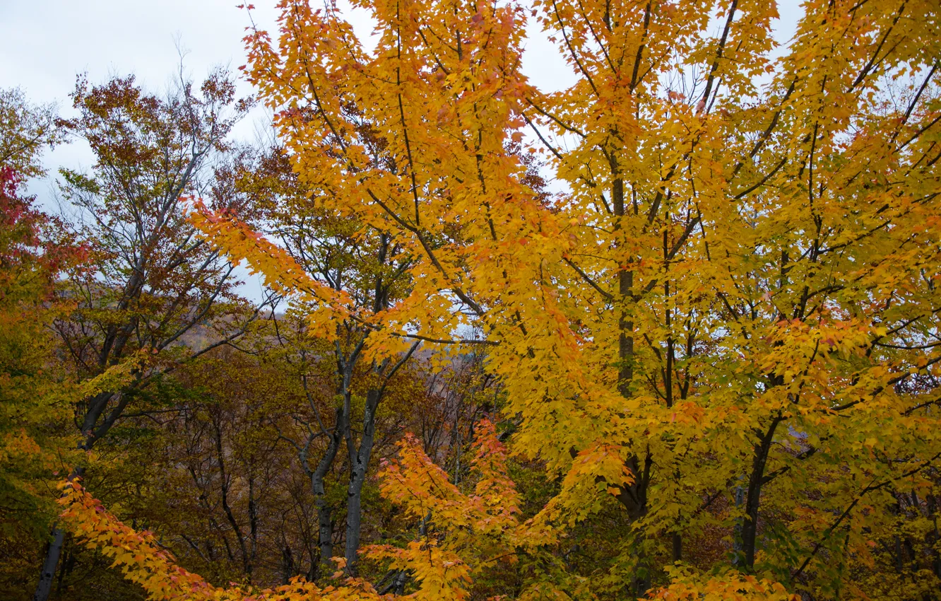 Фото обои листья, деревья, ветви, Осень, trees, nature, yellow, жёлтые