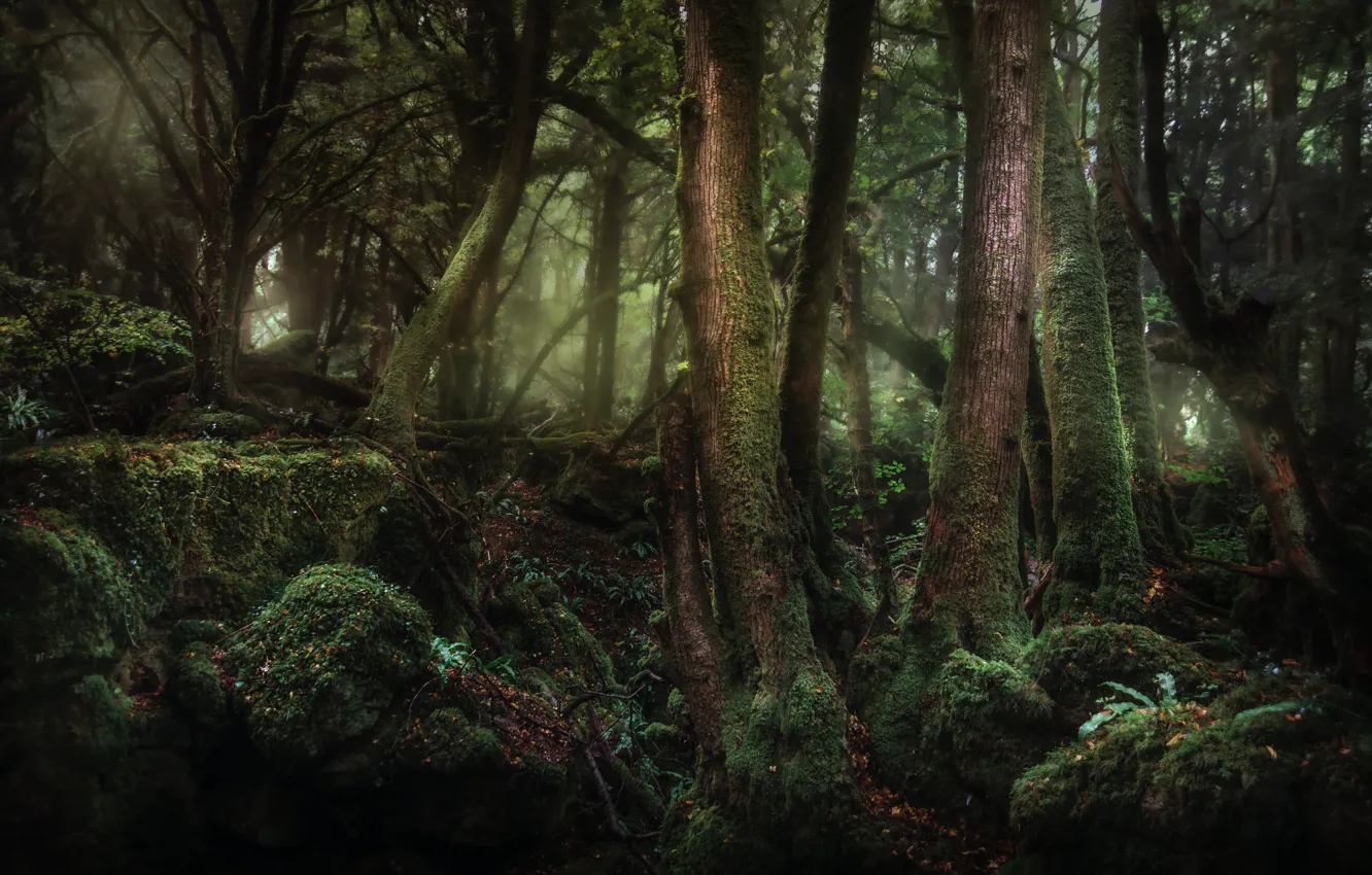 Фото обои лес, деревья, природа, камни, мох, Великобритания, Coleford, Puzzlewood