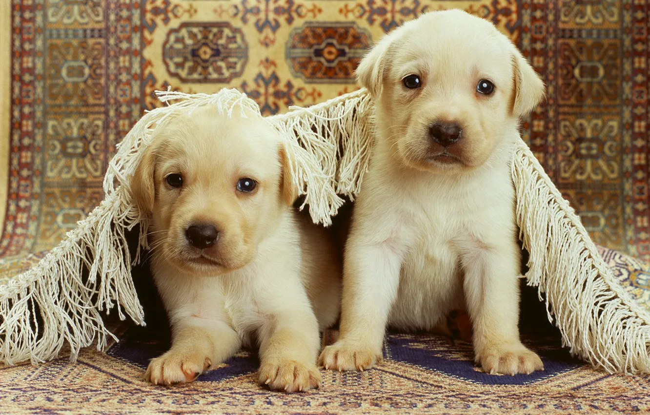 Фото обои ковер, Щенки, двое, два, puppy