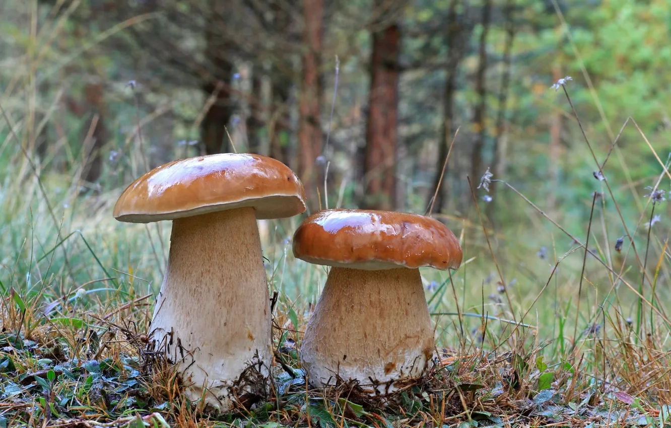 Фото обои лес, грибы, боровики