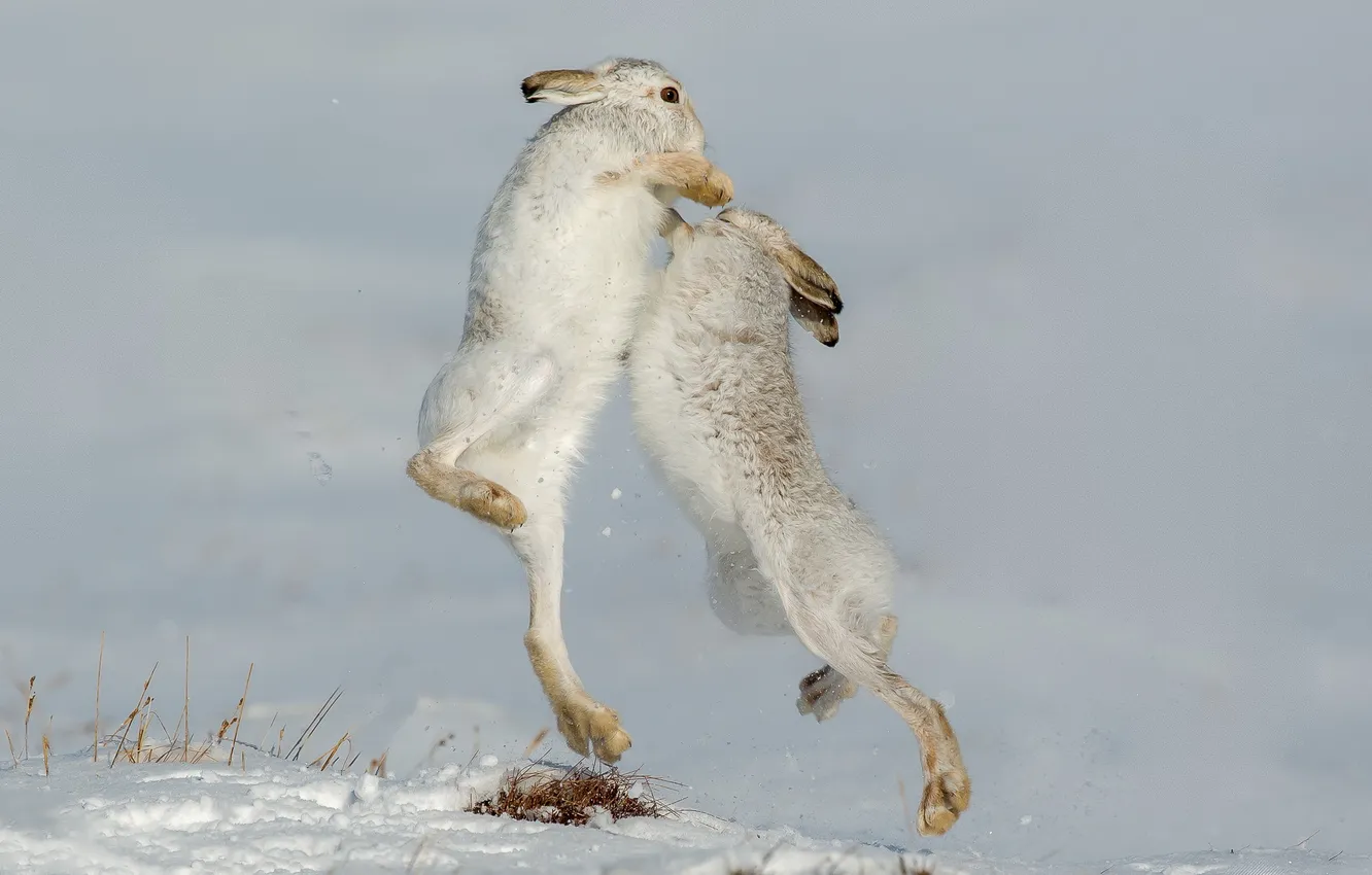 Фото обои природа, Mountain Hare, Defensive