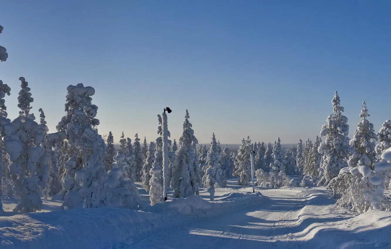 Фото обои зима, дорога, небо, снег, деревья, улица, ель, столб