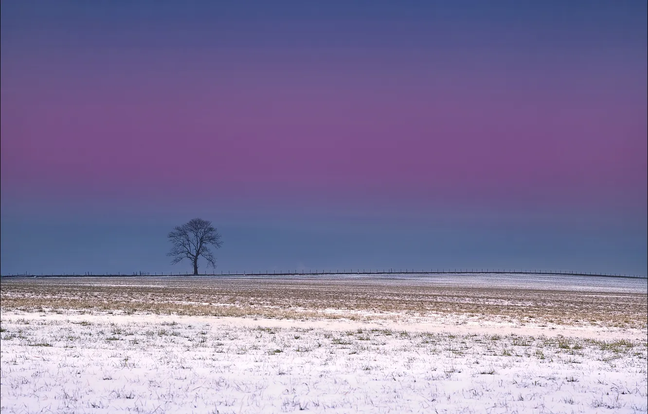 Фото обои поле, небо, снег, дерево